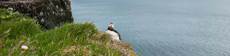 latrabjarg, island