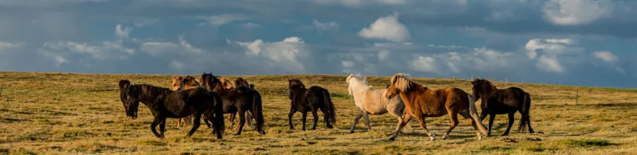 Frie islandshester på en eng i Nord-Island.