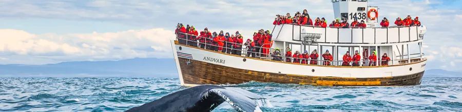 Hvalsafari i Húsavík, Island.