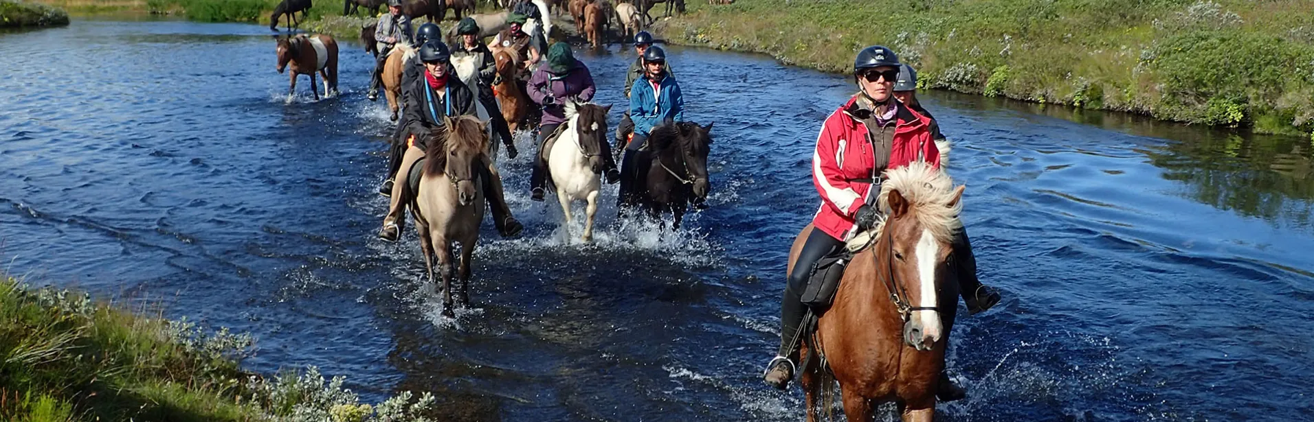 Ridning, vatten, island, islandshäst