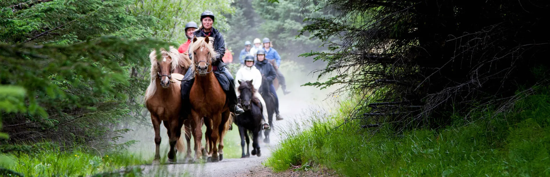 Ridning, Skog, Islandshäst